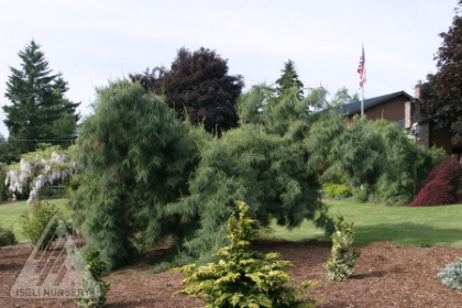 PINUS STR PENDULA #20/4'