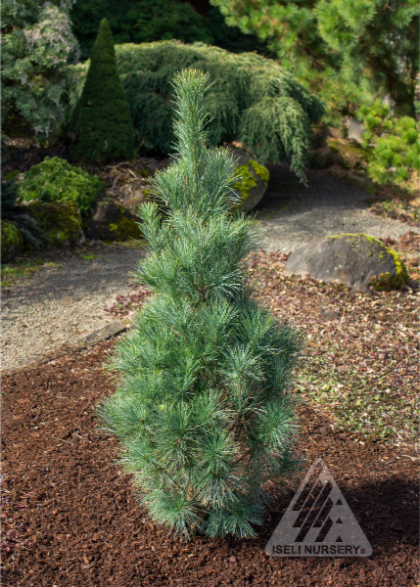 PINUS STR STOWE PILLAR #20/4'