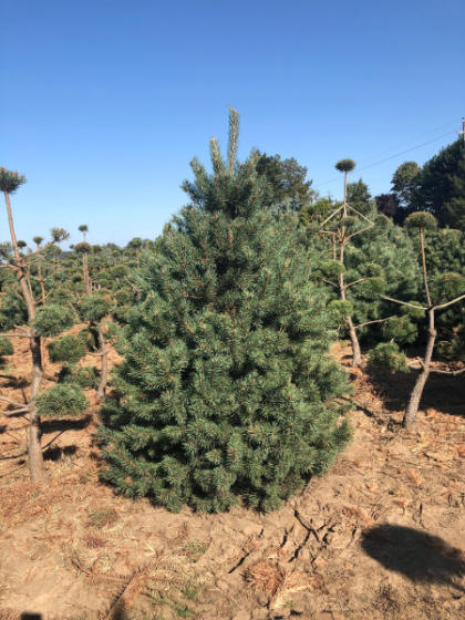 PINUS SYL SCOTCH PINE 6'BB