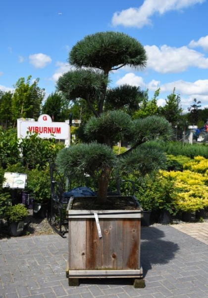 PINUS SYL BONNA 6' BB HP