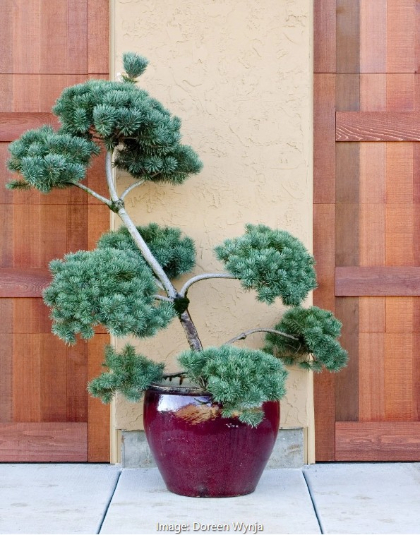 PINUS SYL FRENCH BLUE #10 HP