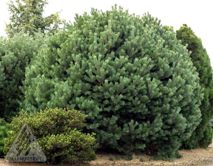 PINUS SYL GLAUCA NANA #5 PPON