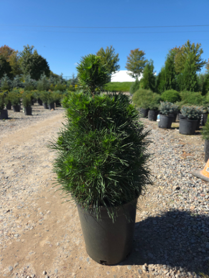 PINUS SYL GREEN PENGUIN #3