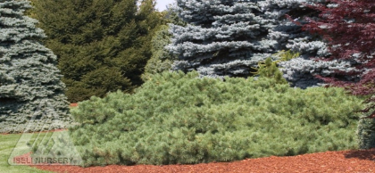 PINUS SYL HILLSIDE CREEPER #6