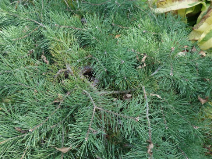 PINUS SYL HILLSIDE CREEPER#10STD