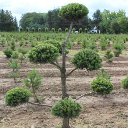 PINUS SYL TOPIARY #20 HINDU PAN