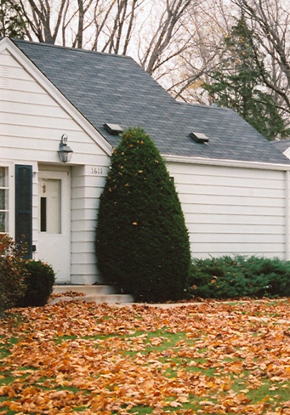 TAXUS CUS CAPITATA #15/3' BB