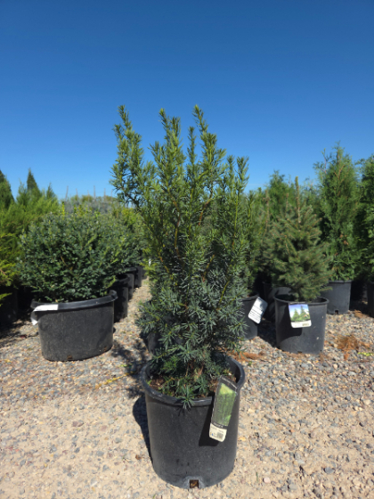 TAXUS CUS NOVA #10/18"