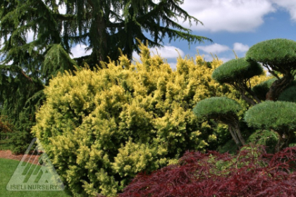 TAXUS CUS DWF BRIGHT GOLD #3