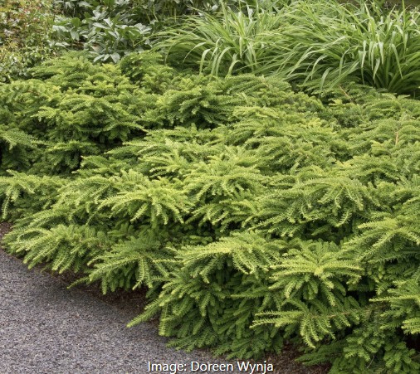 TAXUS CUS EMERALD SPREADER #5