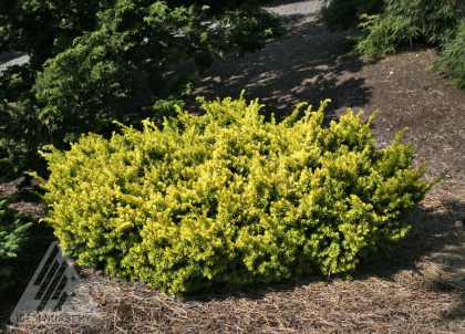 TAXUS CUS NANA AURESCENS #3