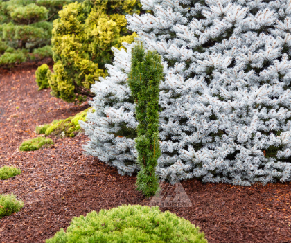 TAXUS MED BEANPOLE #3