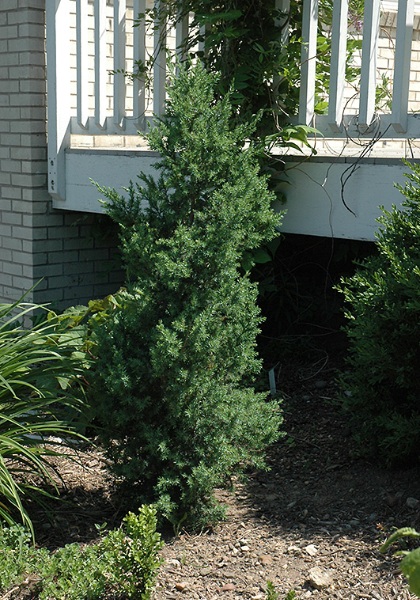 TAXUS MED CITATION #5