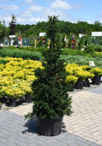 TAXUS MED DK GREEN PYRAMIDAL #5