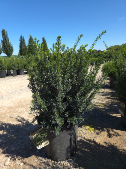 TAXUS DK GREEN SPREADER #5