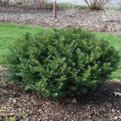 TAXUS STONEHENGE DARK DRUID #6