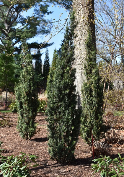 TAXUS STONEHENGE SKINNY #2 PW