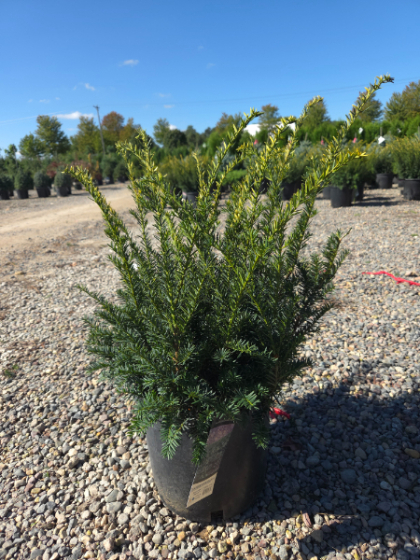 TAXUS MED TAUNTON YEW #3