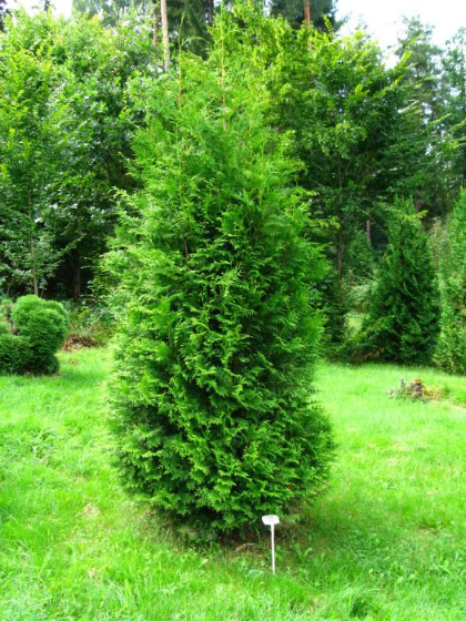 THUJA OCC WHITE CEDAR 5' BB