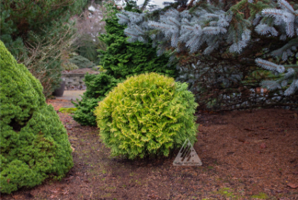 THUJA OCC AUTUMN MOON #3