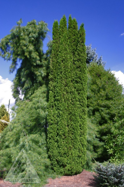 THUJA OCC DEGROOT SPIRE 8' BB