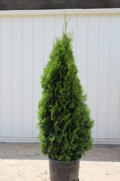 THUJA OCC EMERALD #10