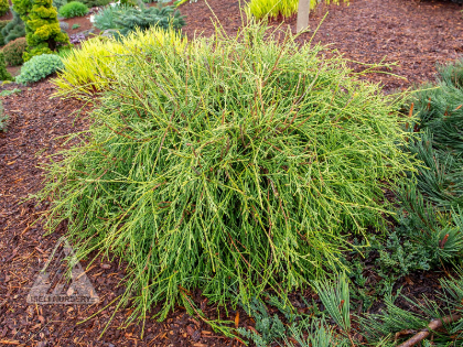 THUJA OCC FILIFORMIS #3