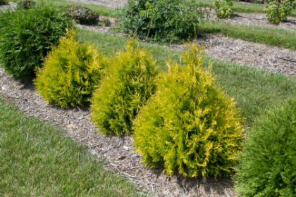 THUJA OCC LEMON BURST #2 FE