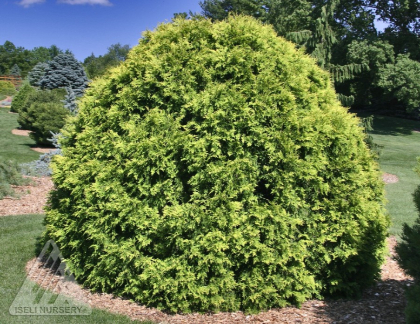 THUJA OCC GOLDEN GLOBE #5
