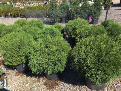 THUJA OCC HETZ MIDGET #2