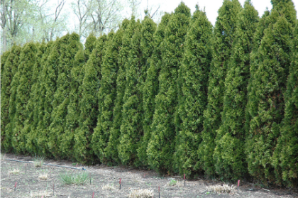 THUJA OCC HETZ WINTERGREEN 6'BB