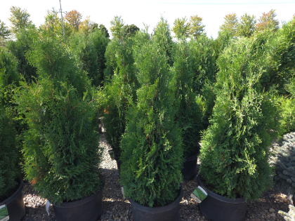 THUJA OCC HOLMSTRUP #10