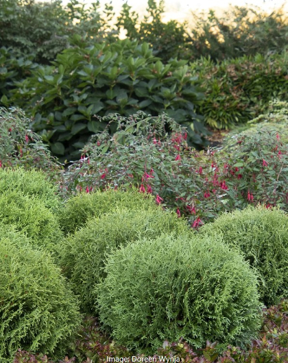 THUJA OCC LITTLE GIANT #2