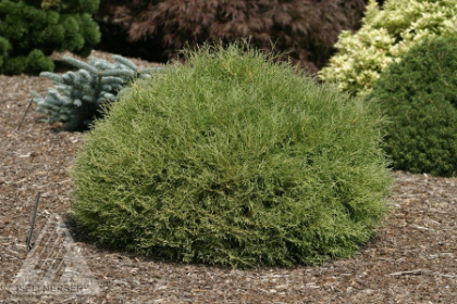 THUJA OCC MR. BOWLING BALL #1