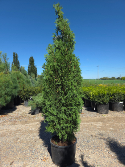 THUJA OCC NORTH POLE #10 PW