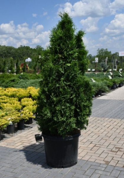 THUJA OCC PYRAMIDALIS 6' BB