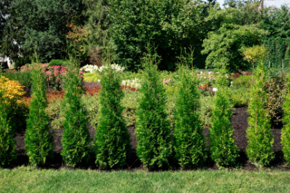 THUJA OCC PRIVATE JET #2 BE