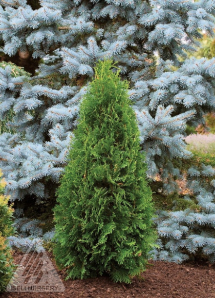 THUJA OCC RUSHMORE 5' BB