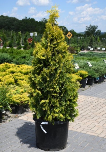 THUJA OCC SUNKIST #20