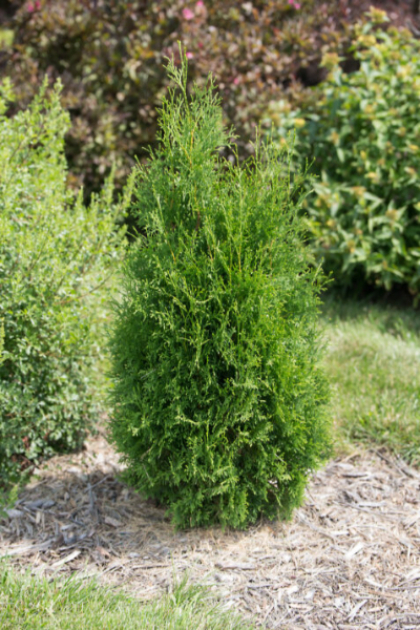 THUJA OCC TALL GUY #5 FE