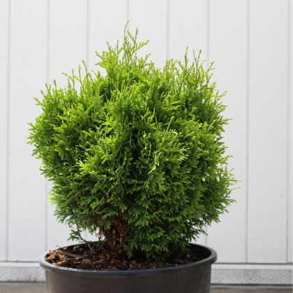 THUJA OCC TATOR TOT #2 PW