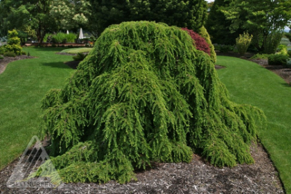 TSUGA CAN PENDULA #3