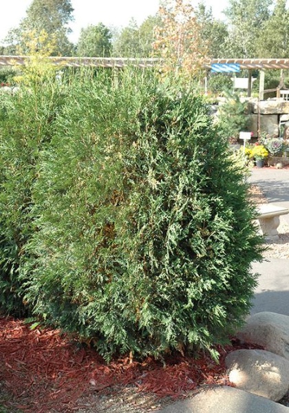 THUJA OCC TECHNY GLOBE #5