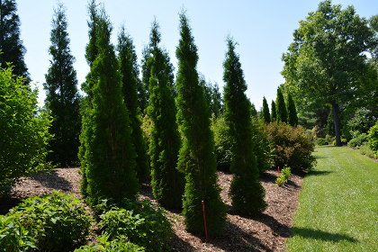 THUJA OCC THIN MAN #6