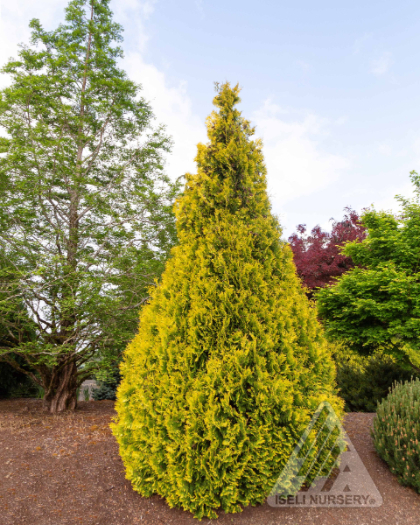 THUJA OCC YELLOW RIBBON #5