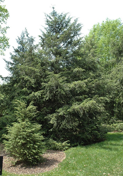 TSUGA CAN CANADIAN HEMLOCK #5
