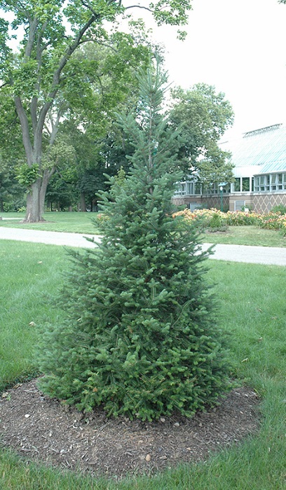 ABIES BAL X CANAAN FIR 8' BB