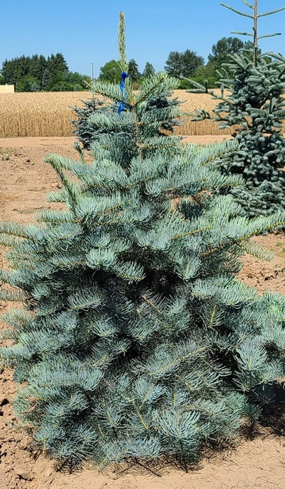 ABIES CON BLUE SELECT #15/3'BB