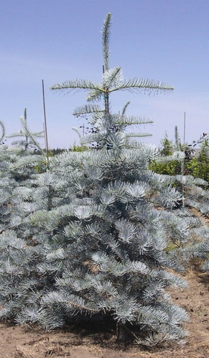 ABIES CON CANDICANS #20/5'BB