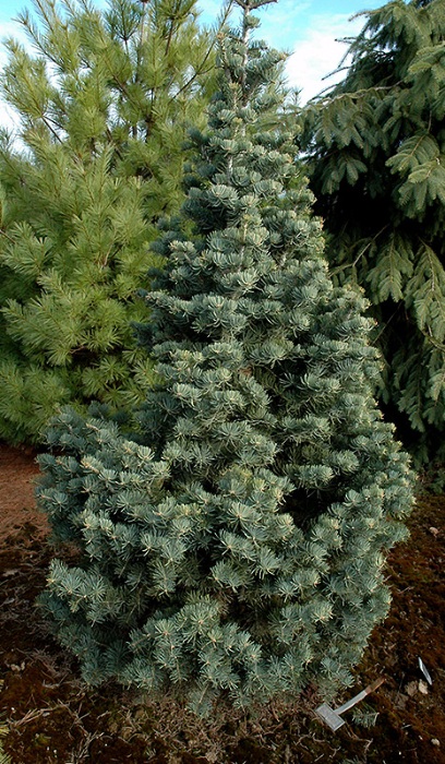 ABIES CON COMPACTA #10/18"